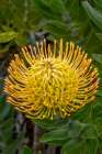 Pincushion flower Art Print